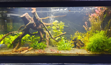 aquarium Bac 80l CPO