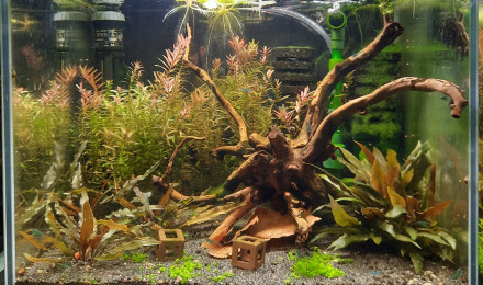 aquarium Bac 30l neocaridina full blue rili