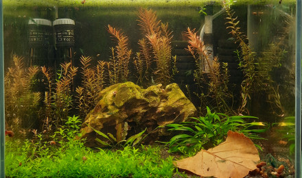 aquarium Bac 30l neocaridina full blue rili 2