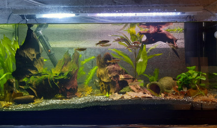 aquarium Bac 100l ancistrus