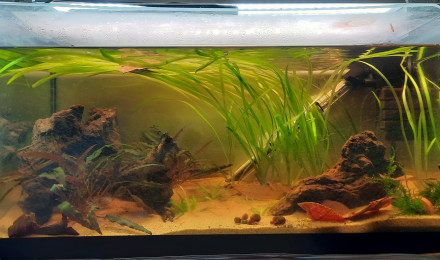 aquarium Bac 50l neocaridina rili black