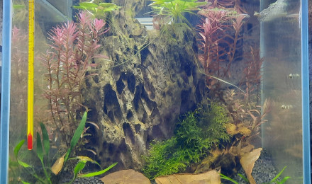 aquarium Bac 20l neocaridina orange