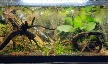 aquarium Bac 50l repro bettas