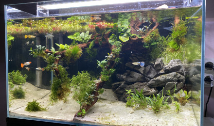 aquarium Mon 80 litres