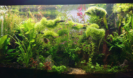 aquarium Bornéo aquascape jungle