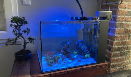 aquarium Peninsula mini 25