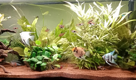aquarium Nature