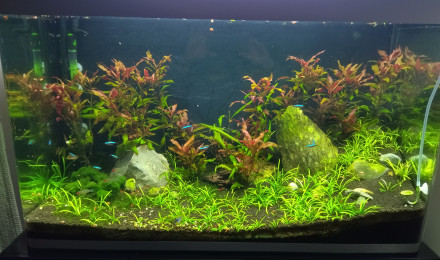 aquarium Fluval