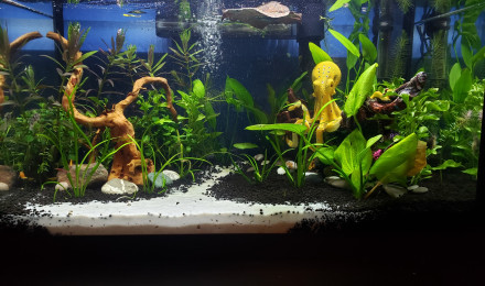 aquarium Beauté