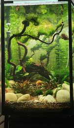 aquarium Asiatique