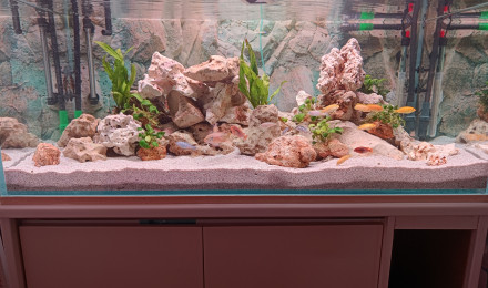 aquarium 360 l Malawi