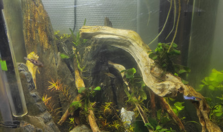 aquarium Bay of benghal micro Fish