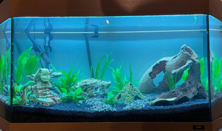 aquarium Aqua1