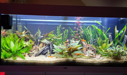 aquarium JUWEL RIO180
