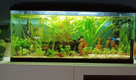 aquarium Riviere