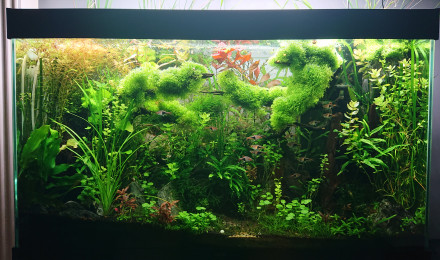 aquarium Bornéo aquascape jungle