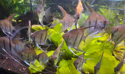 aquarium Amazonien 240L bac HS casse