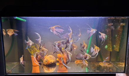 aquarium Bac provisoire 88L  transforme en shrimpland 1