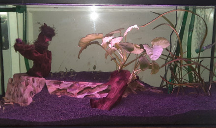 aquarium Shrimpland 1 transforme en shrimpland 2