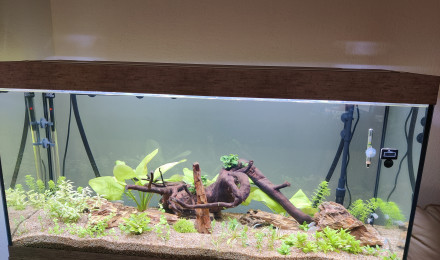 aquarium Biotope australo-guinéen