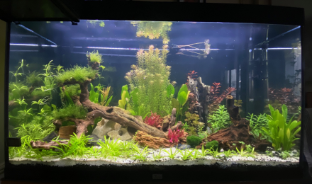 aquarium Home December