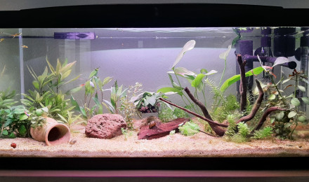 aquarium 74L