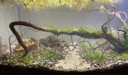 aquarium Killi Watch