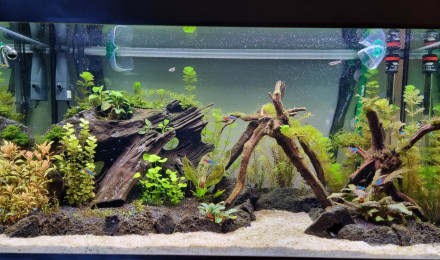 aquarium Eheim proxima 250