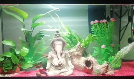 aquarium Bac en cyclage en date du 09 novembre-49L