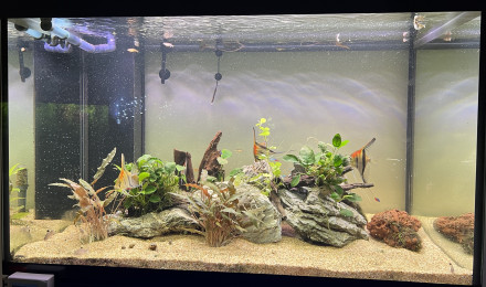 aquarium Scalaire world