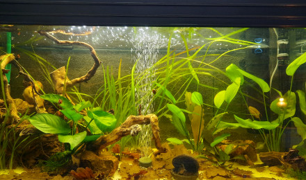 aquarium Bac 160l corydoras