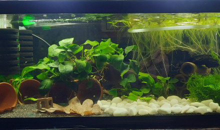 aquarium Bac 25l  CPO