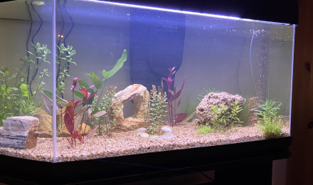 aquarium Dugua
