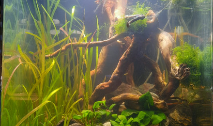 aquarium 60l apistogramma cacatuoides triple orange