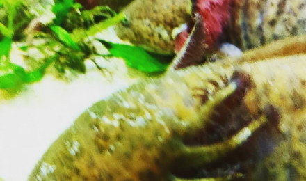 aquarium Ambystoma mexicanum