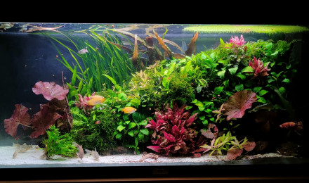 aquarium COMMUNAUTAIRE