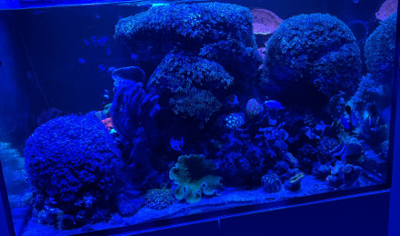 aquarium Reefer 250