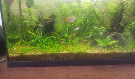 aquarium 60 L