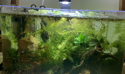 aquarium Dennerle tank 35l
