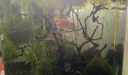 aquarium Dennerle 20l betta