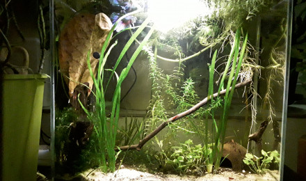 aquarium Betta