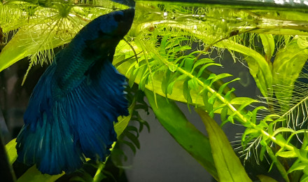 aquarium Betta spendens