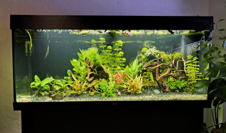 aquarium Juwel240