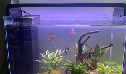 aquarium Bac Japonais