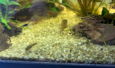 aquarium Aquarium corydoras
