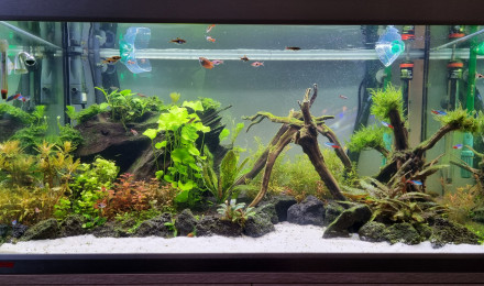 aquarium Eheim proxima 250