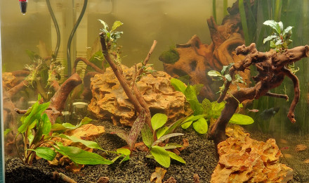 aquarium Petit aquascaping