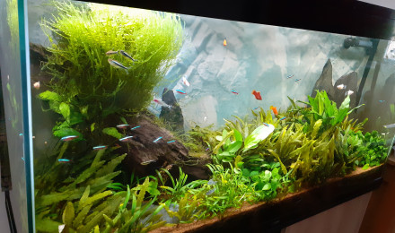 aquarium Communautaire