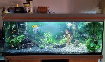 aquarium 200l