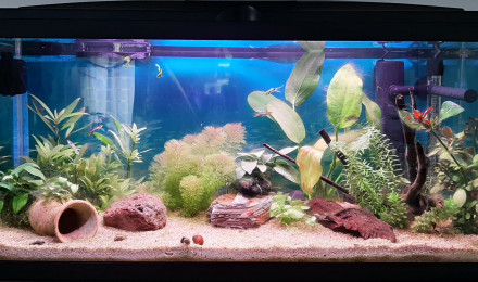 aquarium 74L